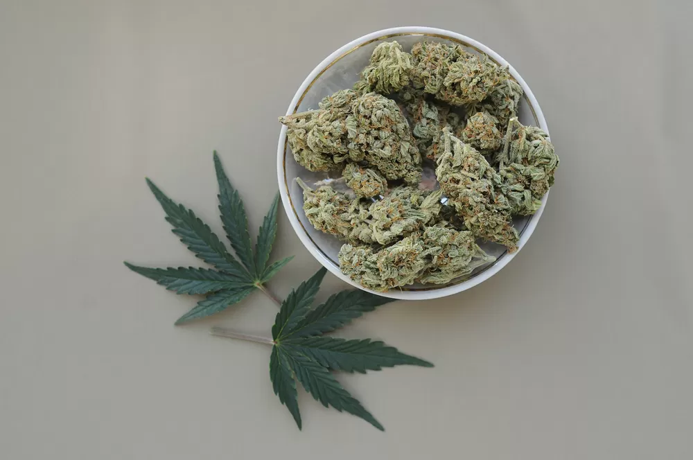 Cannabisplant, die niets te maken heeft met synthetische spice