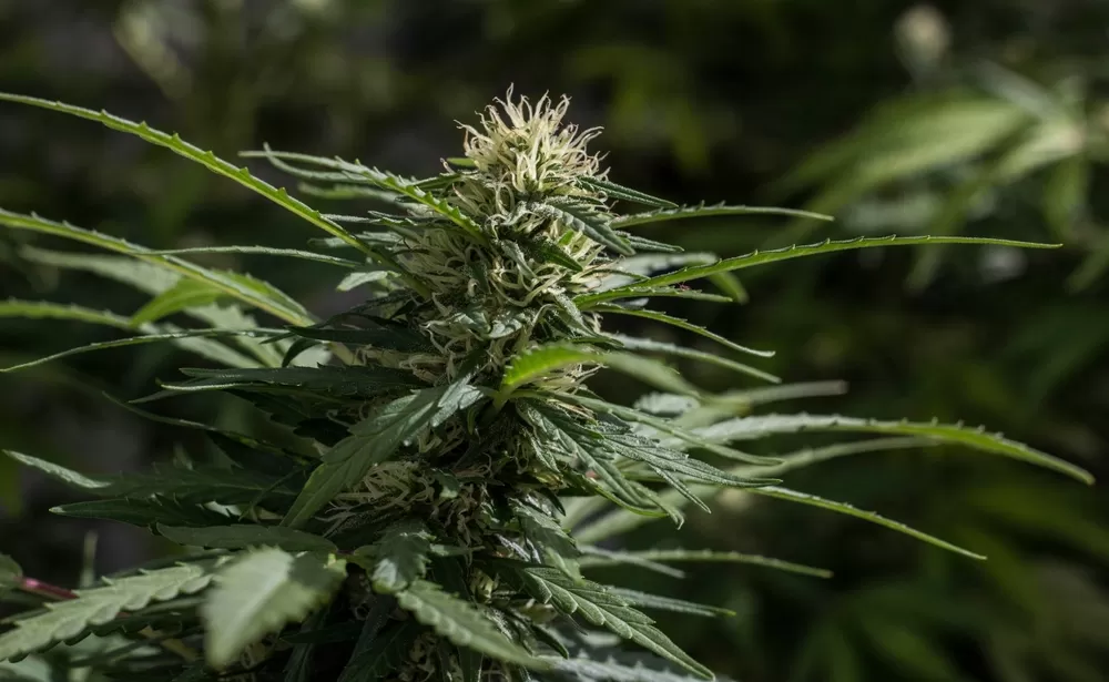 Cannabisplant waarin de cannabinoïde THC zit